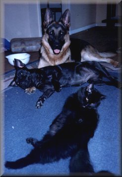 Jimmy 10 months old & his new family, Mindy the Staffy & Toti  the Cat.