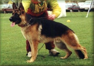 Louie just under 9 months old, Minor Puppy Seiger at the G.S.D.C.V.Inc. State  Breed Exhibition Show 2000