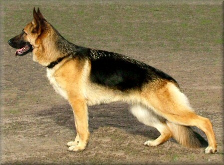 Obican Eclipse (Ruby) just over 10 1/2  months old.