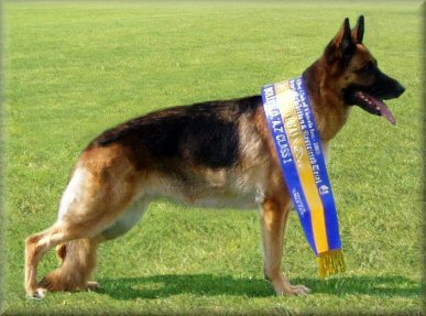 *Bodecka Bolly (Stella) at the G.S.D.C.V.Inc State Breed Exhibition, veterans class at 8.9 years old