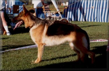 *Bodecka Bolly. CD. Intermediate in show at the German Shepherd Dog Club of Australia 1996 National Show.