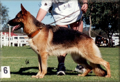 *Bodecka Bolly. CD. just over 2 years old graded Excellent Sellect 6 at the 1996 German Shepherd  Main Breed Exhibition.