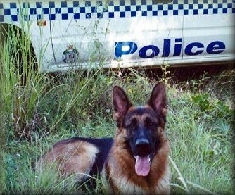 Vinny, Police recruit in Queensland.