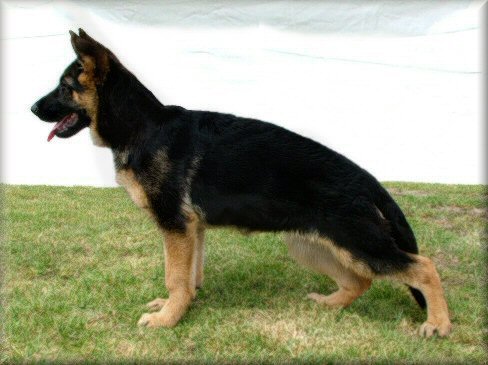 Shebelle Bewitched (Ebony) 14 weeks old, Sire: *Bodecka Grandslam (Louie) Dam: **Sterbach Madison Avenu.